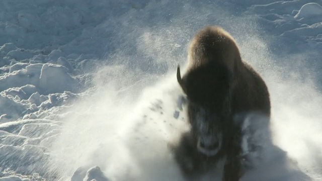 msts2野牛在深雪中向照相机奔跑/黄石国家公园，怀俄明州，美国视频素材