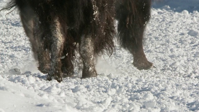 MS TS野牛在雪中行走/黄石国家公园，怀俄明州，美国视频素材