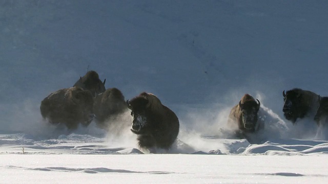 在深雪中奔跑的野牛群/美国怀俄明州黄石国家公园视频素材