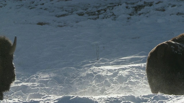 在深雪中奔跑的野牛群/黄石国家公园，怀俄明州，美国视频素材