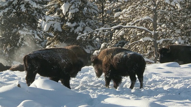 在怀俄明州的黄石国家公园，两只野牛在雪景中互相争斗视频素材