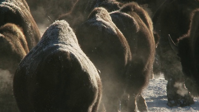 MS Bison小组行走在冰雪景观与温泉/黄石国家公园，怀俄明州视频素材