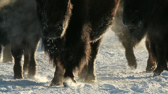 MS TD PAN野牛群在怀俄明州的黄石国家公园雪景中行走视频素材