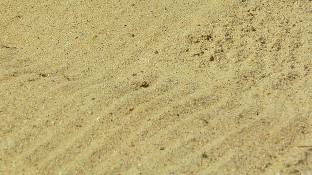 高尔夫球落在沙坑，北特鲁罗，马萨诸塞州，美国视频素材