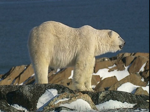 加拿大马尼托巴省丘吉尔市附近，北极熊在岩石上行走视频下载