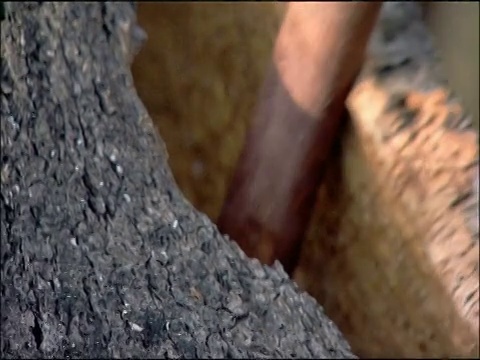 西班牙南部安达卢西亚的软木(栎属苏木)树皮用斧头从树上撬下来视频下载