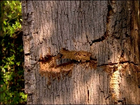 用斧头砍栓皮栎树皮，安达卢西亚，西班牙南部视频素材