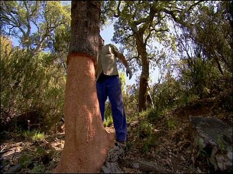 在西班牙南部的安达卢西亚，人们正在剥栓皮栎的树皮视频下载