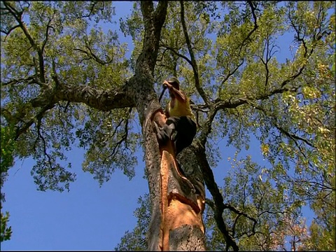 在西班牙南部的安达卢西亚，一种被剥离树皮的软木(栓皮栎)橡树视频下载