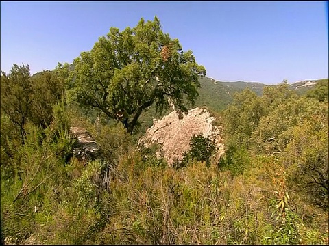 软木(栓皮栎)橡树，人坐在树枝上剥树皮，安达卢西亚，西班牙南部视频素材