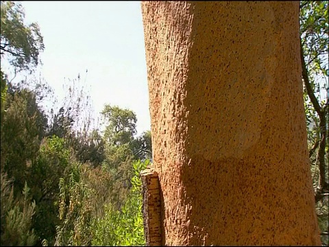 从栓皮栎(栓皮栎属)橡树剥离树皮，安达卢西亚，西班牙南部视频下载