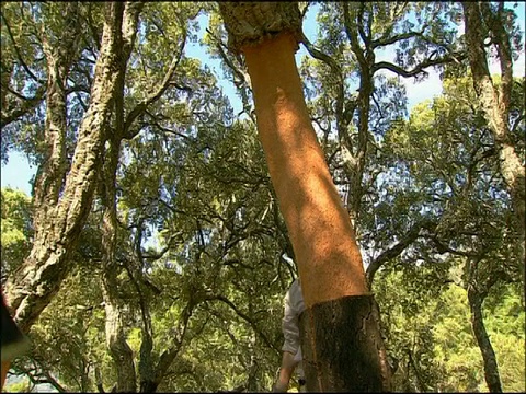 西班牙南部安达卢西亚，剥栓皮栎树皮的人视频下载