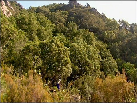 风景优美，人堆起软木(栓皮栎)树皮，安达卢西亚，西班牙南部视频素材