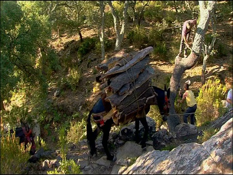 满载软木树皮的骡子，安达卢西亚，西班牙南部视频素材