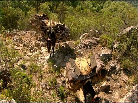 在西班牙南部的安达卢西亚，驮着软木(栓皮栎)的骡子视频素材