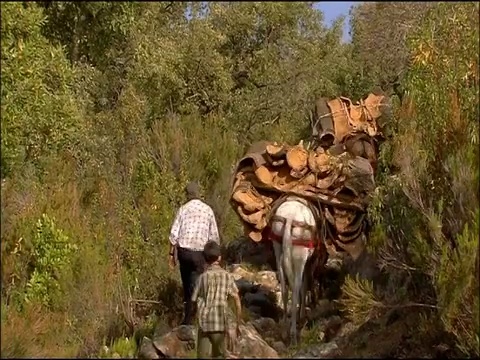 在西班牙南部的安达卢西亚，驮着软木(栓皮栎)的骡子视频素材