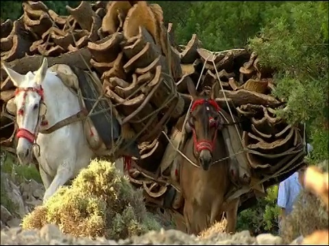 在西班牙南部的安达卢西亚，驮着软木(栓皮栎)的骡子视频下载