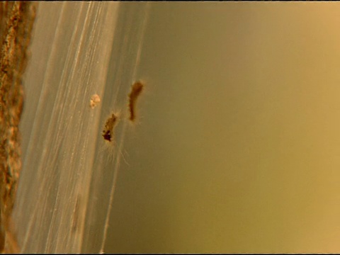 舞毒蛾(Lymantria dispar)毛虫下降，安达卢西亚，西班牙南部视频素材