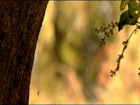 舞毒蛾(Lymantria dispar)毛虫降落在游丝，安达卢西亚，西班牙南部视频素材