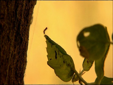 舞毒蛾(Lymantria dispar)毛虫下降，安达卢西亚，西班牙南部视频素材