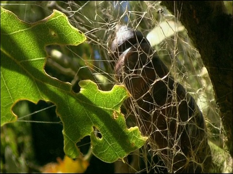 舞毒蛾(舞毒蛾)蛹，安达卢西亚，西班牙南部视频素材