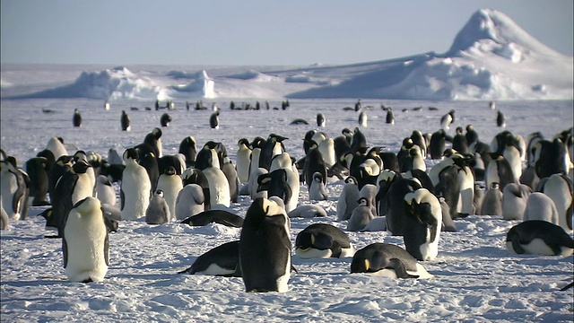 南极洲莫德王后的土地上，雪山/瑞瑟-拉森帝企鹅群的企鹅和雏鸟视频素材