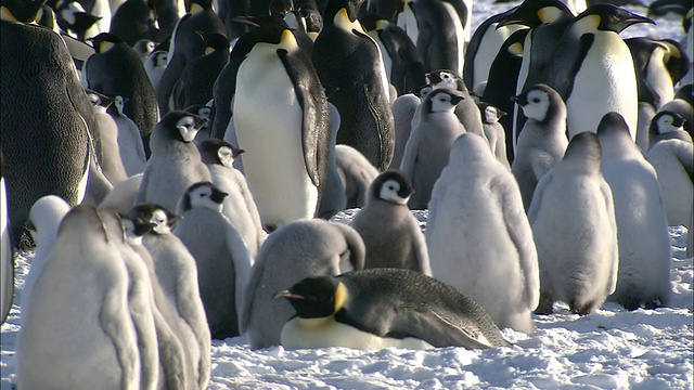 南极洲莫德王后的土地上，雪山/里瑟-拉森帝企鹅群的企鹅和雏鸟视频素材