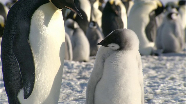 南极洲莫德女王的土地上，MS小企鹅和父母/瑞瑟-拉森帝企鹅群落视频素材