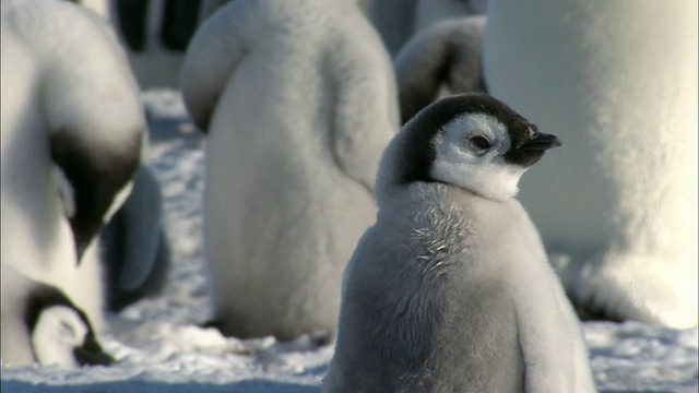 南极洲莫德皇后岛，小企鹅/瑞瑟-拉森帝企鹅群落视频素材