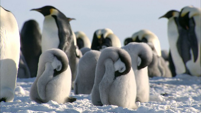 在南极洲莫德王后的土地上，躺在雪中睡觉的小企鹅视频素材