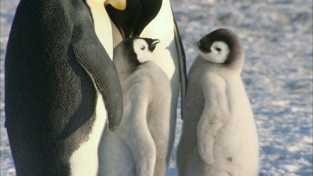 MS TS企鹅和小企鹅在玩/ Riiser-Larsen帝企鹅殖民地，南极洲莫德女王的土地视频素材