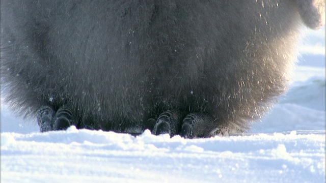 南极洲莫德女王的土地上，CU TU企鹅从脚到头/ Riiser-Larsen帝企鹅群落视频素材