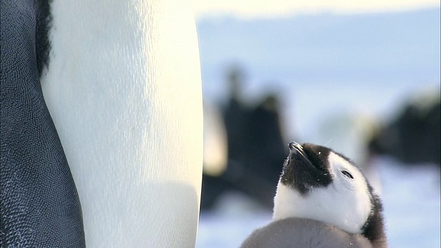 CU TS ZO企鹅幼崽和成年企鹅/ Riiser-Larsen帝企鹅聚居地，南极洲莫德女王的土地视频素材