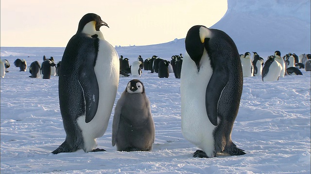 南极洲莫德皇后岛，MS小企鹅和成年企鹅/里瑟-拉森帝企鹅群落视频素材
