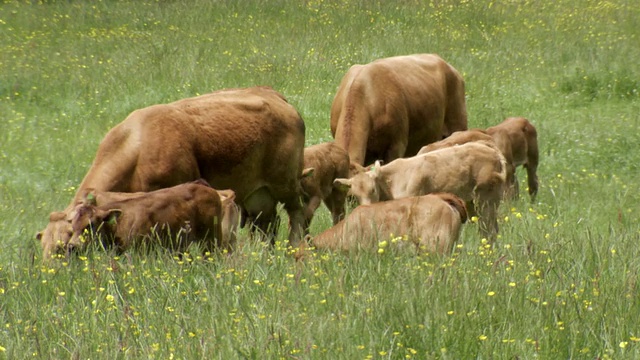 奶牛和小牛在绿色的田野里吃草/波伊斯，威尔士视频素材