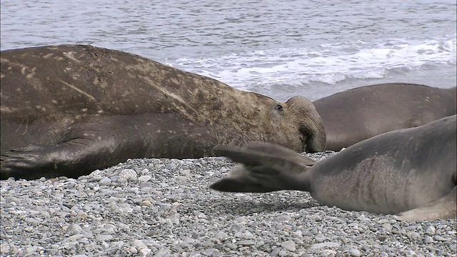 公象海豹在海滩上呼唤，南乔治亚，南极洲视频素材