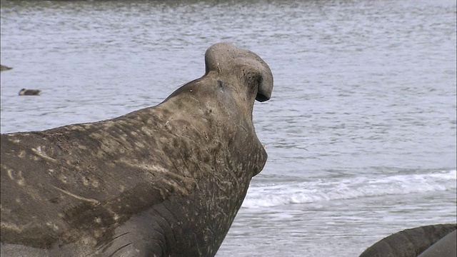 铜紫公象海豹在海滩上呼唤，黄金港，南乔治亚，南极洲视频素材