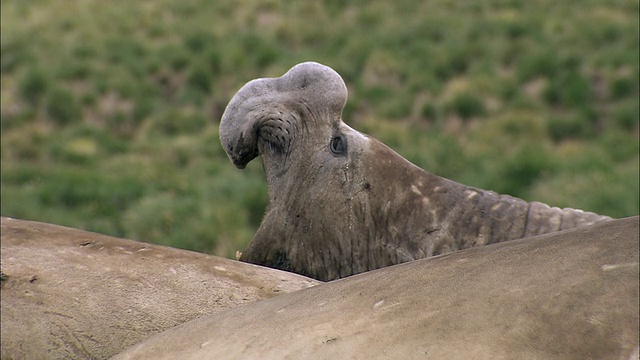 CU公象海豹呼叫音频/黄金港，南乔治亚，南极洲视频素材