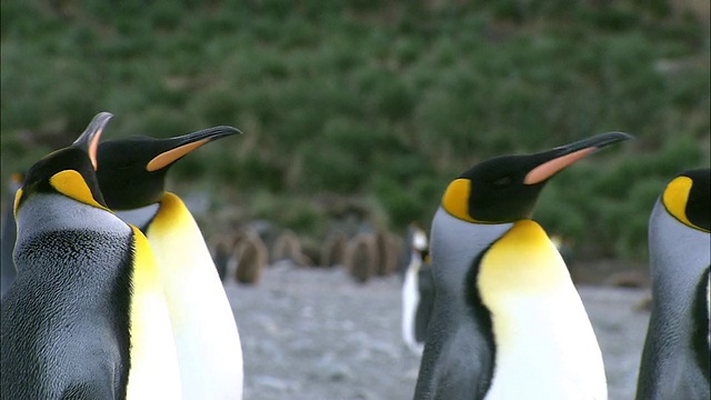MS King企鹅行走/黄金港，南乔治亚，南极洲视频素材
