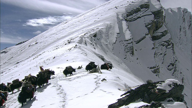 尼泊尔杜坡上喜马拉雅山附近的Phoksundo湖上的WS TD牦牛车队视频素材