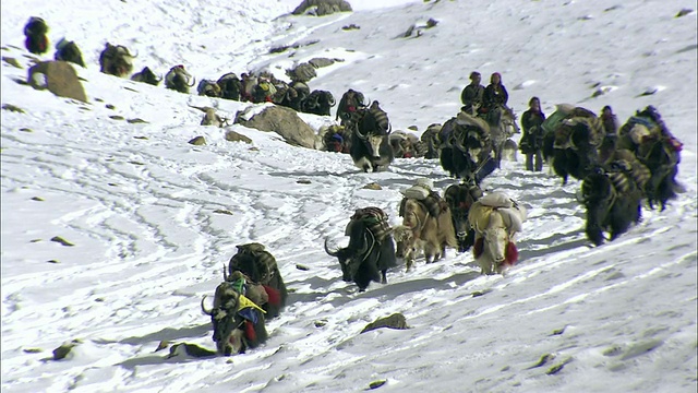 PAN Yak caravan下雪覆盖的山/高喜马拉雅，上Dolpo，尼泊尔视频素材