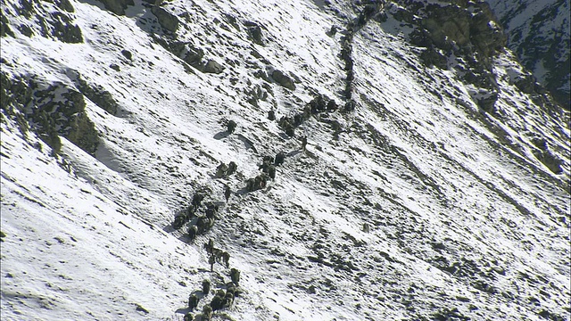 WS牦牛商队行走在雪山小径/高喜马拉雅，上多尔坡，尼泊尔视频素材