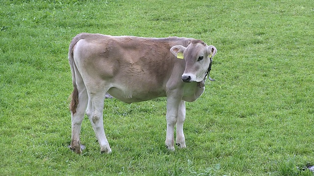 MS奶牛站在地里的照片/ SchÃ¶，德国巴伐利亚视频素材