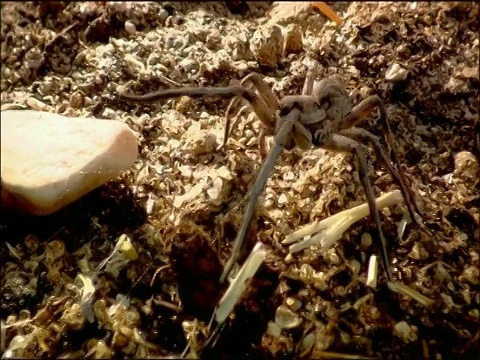西班牙南部的安达卢西亚，狼蛛纺丝视频素材