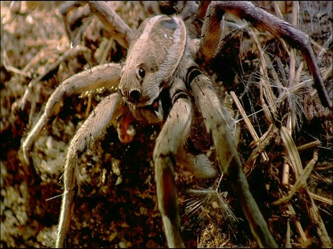 西班牙南部安达卢西亚的狼蛛(狼蛛科)雄性在拉线，向雌性发出信号视频素材