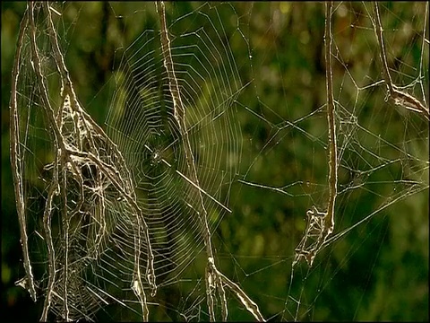 蜘蛛网，莫雷纳山脉，安达卢西亚，西班牙南部视频素材