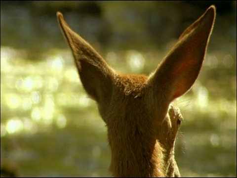 西班牙南部安达卢西亚莫雷纳山马鹿(Cervus elaphus)的后耳抽搐，警觉视频下载