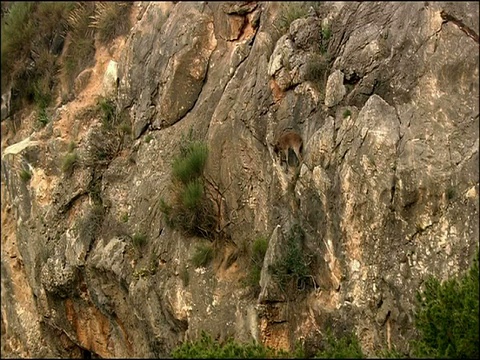 西班牙野山羊，位于西班牙安达卢西亚格拉纳达省的悬崖上视频下载