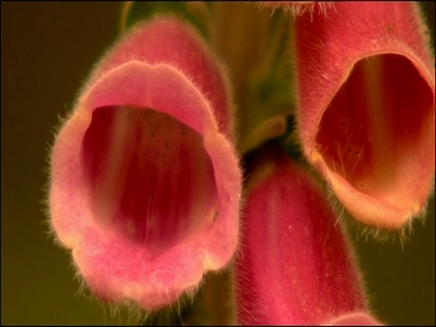 毛地黄(洋地黄属)花，西班牙安达卢西亚自然公园(加的斯和马拉加)视频下载