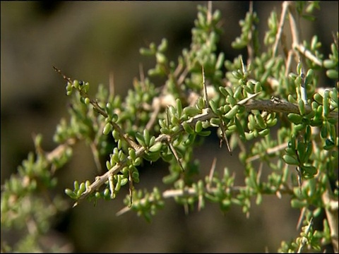 适应沙漠的植物，有小的肉质叶子和尖锐的刺，塔伯纳斯，阿尔梅利亚，西班牙安达卢西亚视频下载